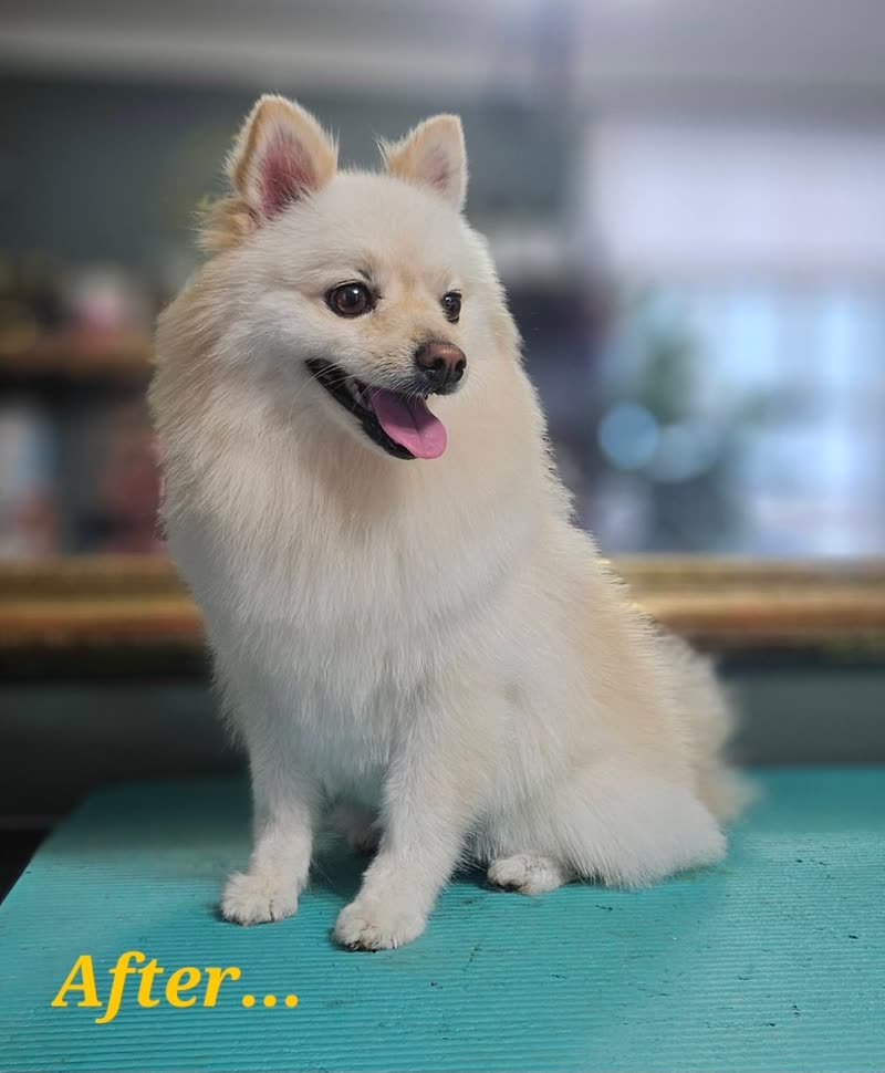 A cream Pomeranian groomed and fluffed on a teal grooming table in the salon