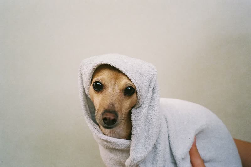 A small dog wrapped in a towel after its bath