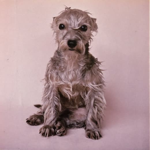 A small terrier freshly bathed after a wash